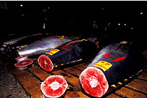 Southern bluefin tuna (Thunnus maccoyii) for sale on the fresh fish market auction in Tokyo, Japan, 24 hours after culling from a fish farm off Southern Australia.