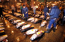 Southern bluefin tuna (Thunnus maccoyii) for sale on the fresh fish market auction in Tokyo, Japan, 24 hours after culling from a fish farm off Southern Australia.