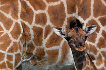 Rothschild's giraffe (Giraffa camelopardalis rothschildi) young calf standing against adult skin, captive