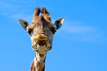 Rothschild's giraffe (Giraffa camelopardalis rothschildi) face portrait, captive