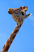 RF- Rothschild's giraffe (Giraffa camelopardalis rothschildi) head and neck portrait, captive. (This image may be licensed either as rights managed or royalty free.)