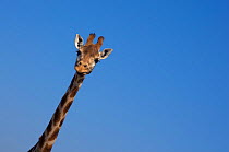 Rothschild's giraffe (Giraffa camelopardalis rothschildi) head and neck portrait, captive
