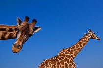 Rothschild's giraffes (Giraffa camelopardalis rothschildi) face portrait with another in background, captive