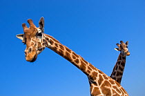 Rothschild's giraffe (Giraffa camelopardalis rothschildi) two curious giraffes looking down, captive