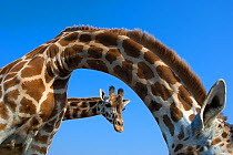 Rothschild's giraffe (Giraffa camelopardalis rothschildi) two curious giraffes looking down, captive