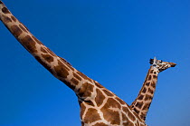 Rothschild's giraffe (Giraffa camelopardalis rothschildi) two  giraffes looking up, captive