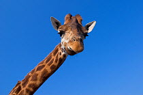 Rothschild's giraffe (Giraffa camelopardalis rothschildi) head portrait, captive