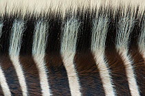 Plains/common zebra (Equus quagga) close up of back hair, captive