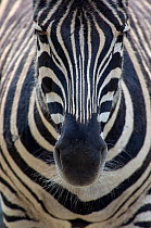 Plains/common zebra (Equus quagga) close up, captive
