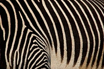 Grevy's zebra (Equus grevyi) close up of stripes, captive