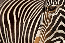 RF- Grevy's zebra (Equus grevyi) close up of head and stripes, captive. (This image may be licensed either as rights managed or royalty free.)