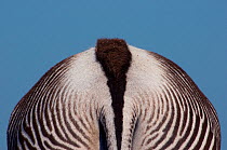 Grevy's zebra (Equus grevyi) abstract rear view of back and behind, captive