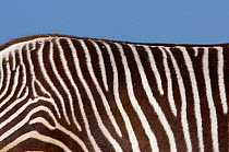 Grevy's zebra (Equus grevyi) close up of back stripes, captive
