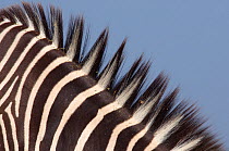 Grevy's zebra (Equus grevyi) close up of mane hair and stripes, captive