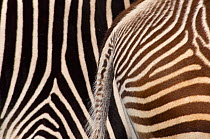 Grevy's zebra (Equus grevyi) abstract view of paler foal stripes against adult darker stripes, captive