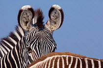 Grevy zebra (Equus grevyi) partial head portrait over back of foal, captive