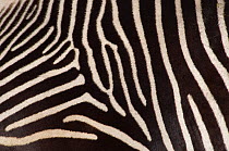 Grevy zebra (Equus grevyi) close up of stripes, captive
