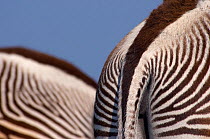 Grevy zebra (Equus grevyi) abstract view of rear end, captive