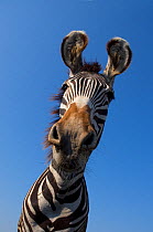 RF- Grevy zebra (Equus grevyi) curious head portrait, captive. (This image may be licensed either as rights managed or royalty free.)