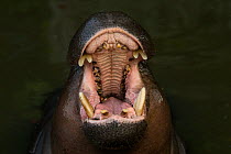 Pygmy hippopotamus (Choeropsis liberiensis) with mouth wide open, captive