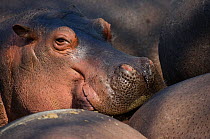 Hippopotamus (Hippopotamus amphibius) captive