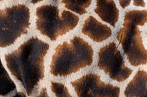 Rothschild's giraffe (Giraffa camelopardalis rothschildi) close up of young calf skin pattern, captive