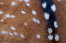 Chital deer (Axis axis) close up of fur, captive