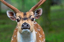 Chital deer (Axis axis) face portrait, captive