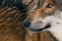 Grey wolf (Canis lupus) close up, captive