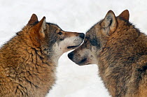 RF- Grey wolf (Canis lupus) interaction between two wolves, captive. (This image may be licensed either as rights managed or royalty free.)