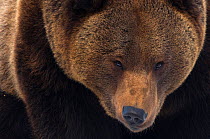 Brown bear (Ursus arctos) close up portrait, captive