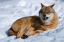 Grey wolf (Canis lupus) resting in snow, snarling, captive