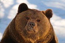 RF- Brown bear (Ursus arctos) head portrait, captive. (This image may be licensed either as rights managed or royalty free.)