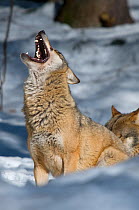 Grey wolf (Canis lupus) howling, captive