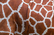 Reticulated giraffe (Giraffa camelopardalis reticulata) close up of skin pattern, captive