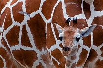 Reticulated giraffe (Giraffa camelopardalis reticulata) calf standing in front of adult, captive