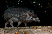 Philippines warty pig (Sus philippensis) walking profile, captive