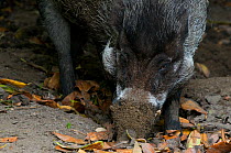 Philippines warty pig (Sus philippensis) foraging in ground, captive