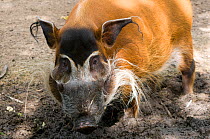 Red river hog (Potamochoerus porcus) captive