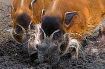 Red river hogs (Potamochoerus porcus) foraging in mud, captive