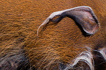 Red river hog (Potamochoerus porcus) close up of ear, captive