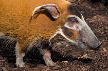 Red river hog (Potamochoerus porcus) profile portrait, captive