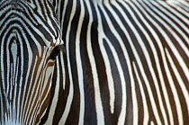 Grevy's zebra (Equus grevyi) abstract view of head and stripes, captive
