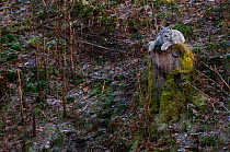 Lynx (Lynx lynx) resting on rock, captive