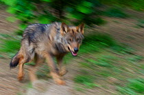Iberian wolf (Canis lupus signatus) blurred walking profile, captive