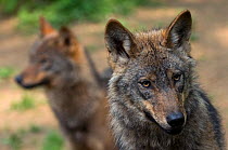 Iberian wolves (Canis lupus signatus) head portraits, captive