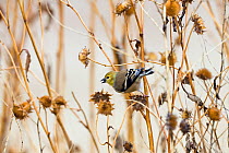 American Goldfinch (Carduelis tristis) female feeding on flower seeds, Bosque del Apache, New Mexico, USA, November