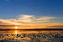 Large flock of Snow geese (Chen caerulescens atlanticus / Chen caerulescens) on water at sunrise with flock of waterfowl flying overhead, Bosque del Apache, New Mexico, USA, November