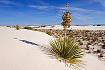 Soaptree / Yucca (Yucca elata) flowering on  gypsum dune field, White Sands National Park, New Mexico, USA, November