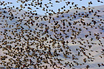 Large flock of Red-winged blackbirds (Agelaius phoeniceus) in flight in wintering area, Bosque del Apache Wildlife Refuge, New Mexico, USA, November